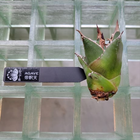 AGAVE 帝釈天
