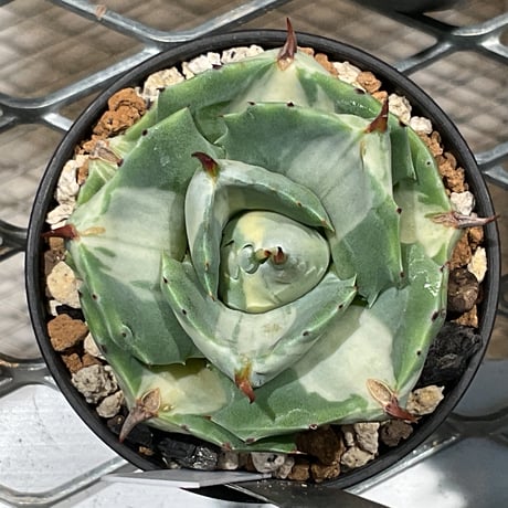 AGAVE 王妃雷神錦