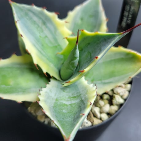 ITEM | カトーエンゲー東京