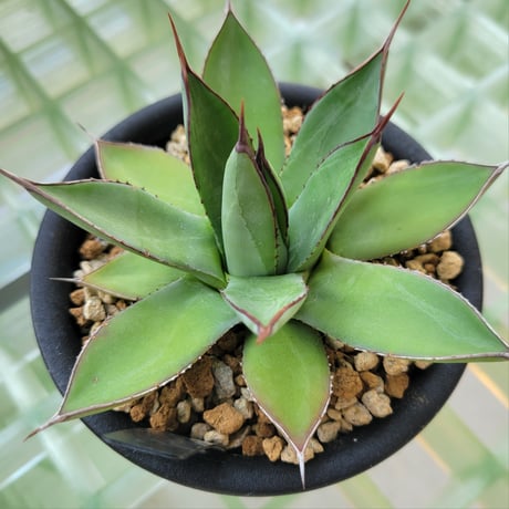 AGAVE BLUE EMBER