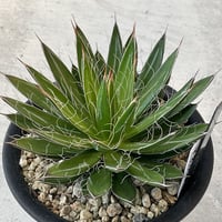 AGAVE FILIFERA 乱れ雪 実生
