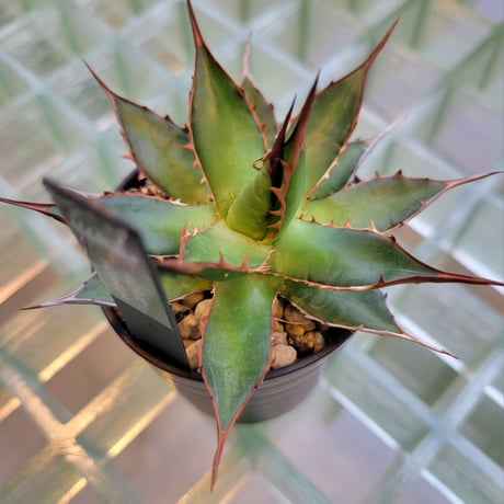 AGAVE HORRIDA