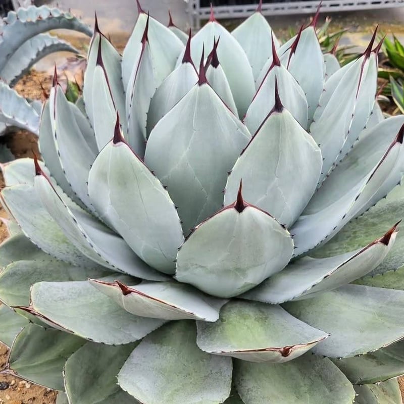AGAVE PARRYI TRUNCATA VARIEGATA 凹凸斑入り | カトーエンゲー東京