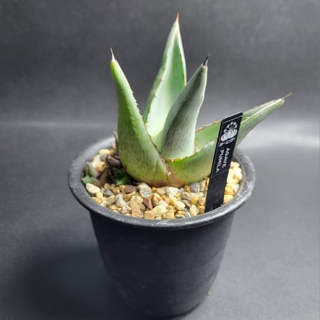 AGAVE PUMILA