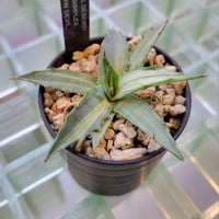 AGAVE DESERTI SIMPLEX SNOW DEVIL