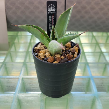 AGAVE 曲刺八荒雷神