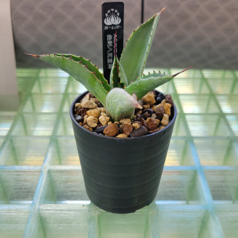 AGAVE 曲刺八荒雷神 | カトーエンゲー東京