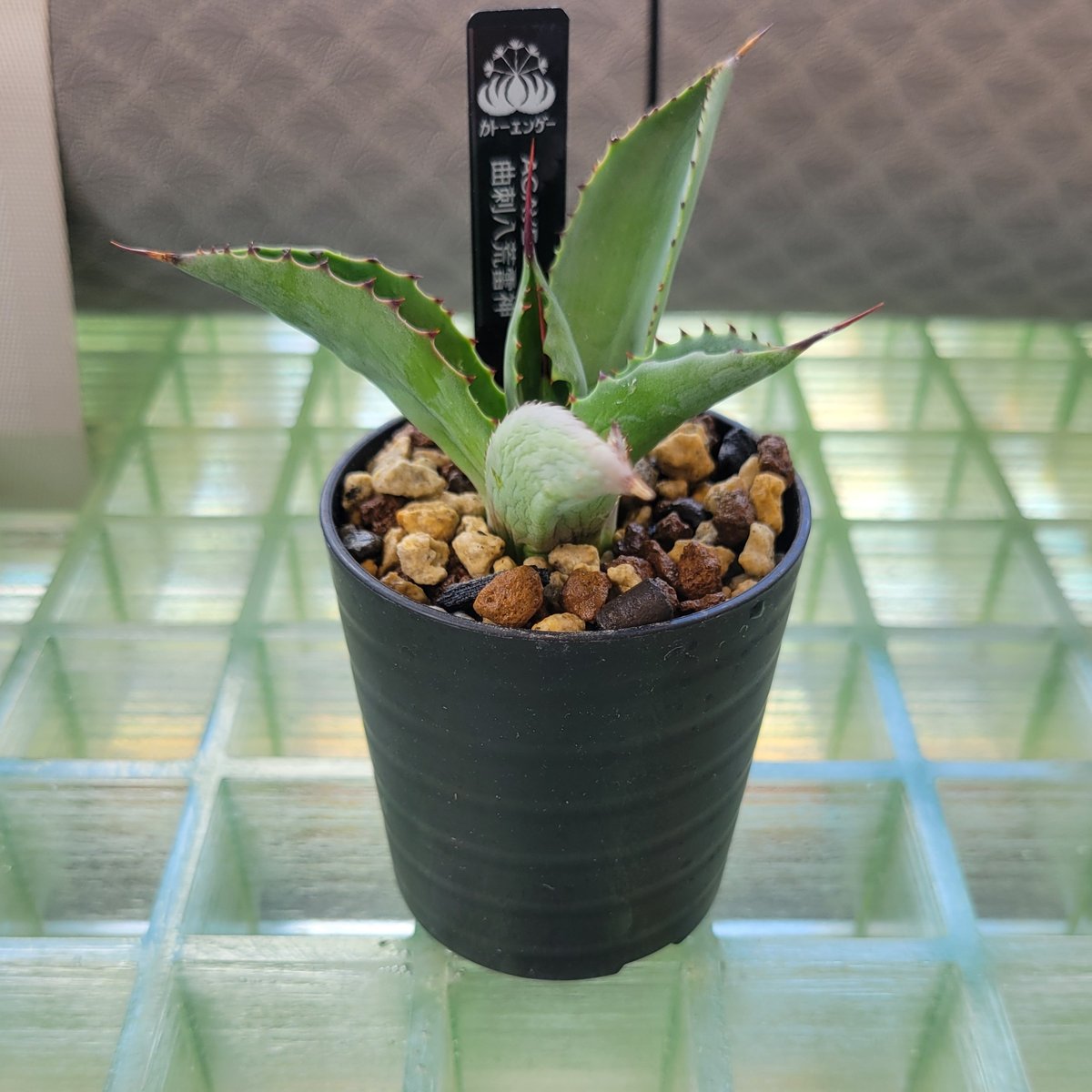 AGAVE 曲刺八荒雷神 | カトーエンゲー東京