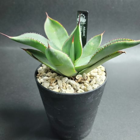 AGAVE CELSII NOVA