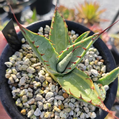 AGAVE NEOMEXICANA VARIEGATA