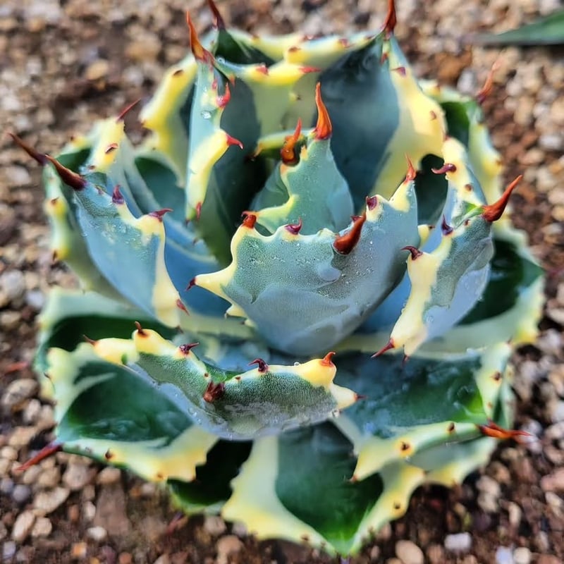 AGAVE ISTHMENSIS ATOMIC GOLD | カトーエンゲー東京