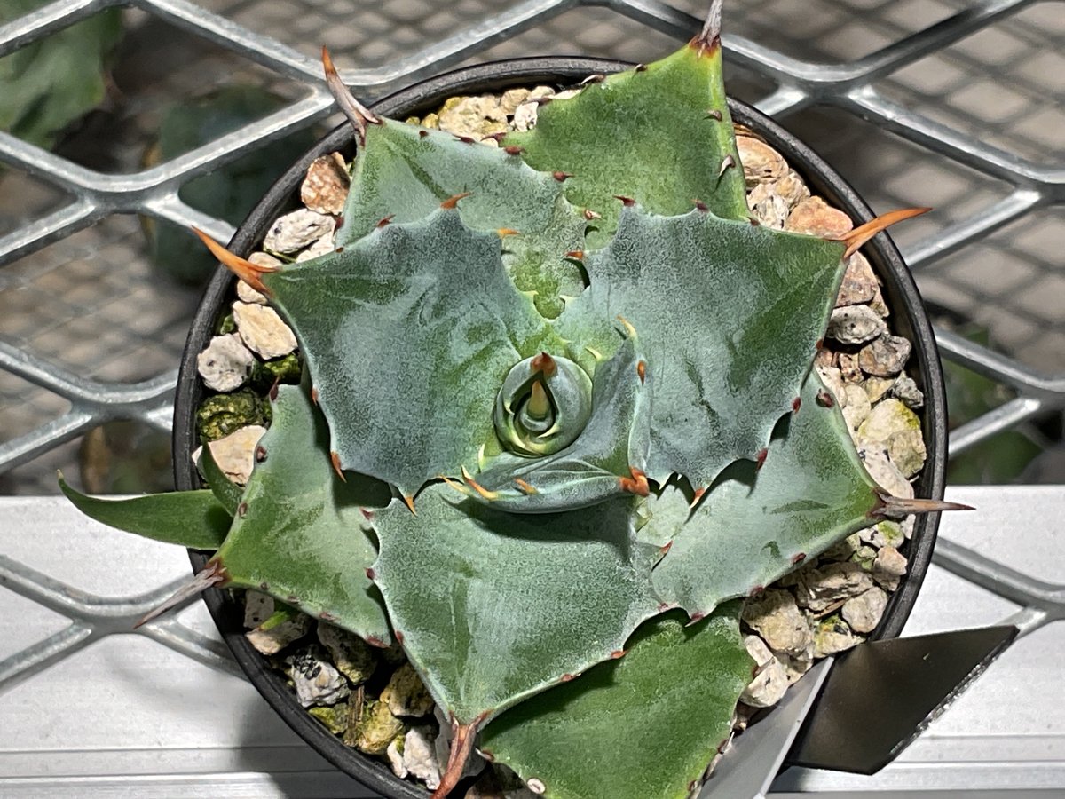 AGAVE ISTHMENSIS 甲蟹交種 | カトーエンゲー東京