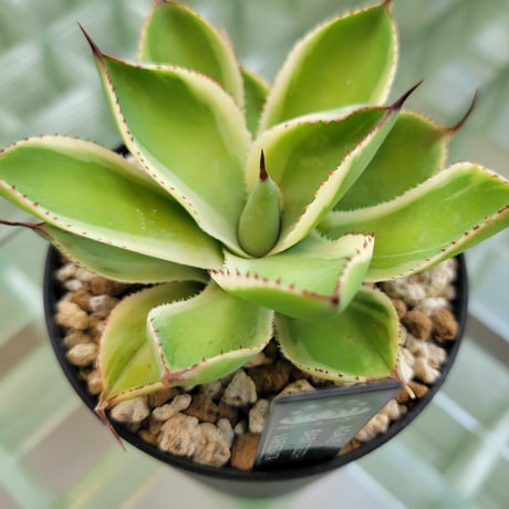 AGAVE BABY TEETH VARIEGATA