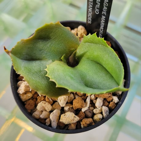 AGAVE MARMORATA PAPILIO PLATANOIDES