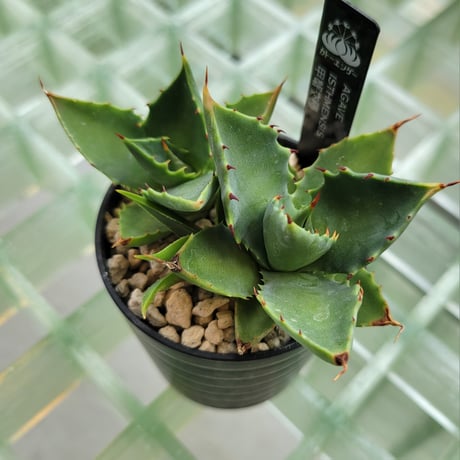 AGAVE ISTHMENSIS 甲蟹交種
