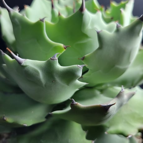 AGAVE ISTHMENSIS INLAND FORM