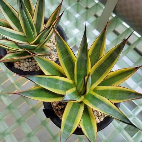 AGAVE SNOW+SUN GLOW 2鉢セット
