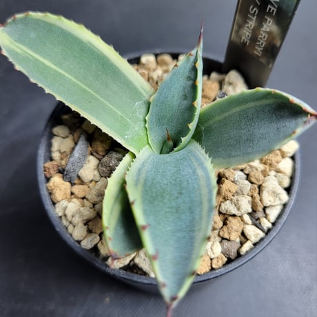 AGAVE PARRYI LUCKY STRIPE
