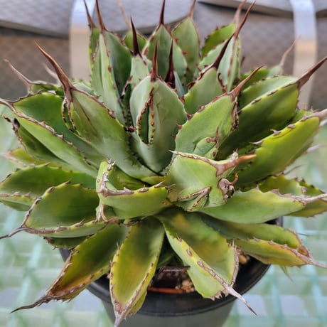 AGAVE CUBIC MARGINATA
