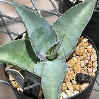 MANGAVE QUEEN FOR A DAY