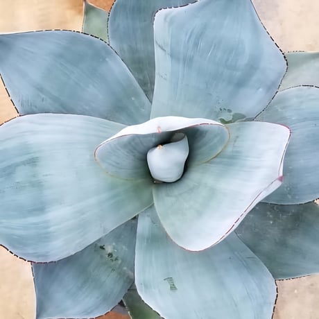 AGAVE CELSII NOVA