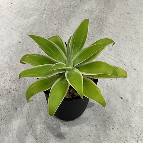 カトーエンゲー東京