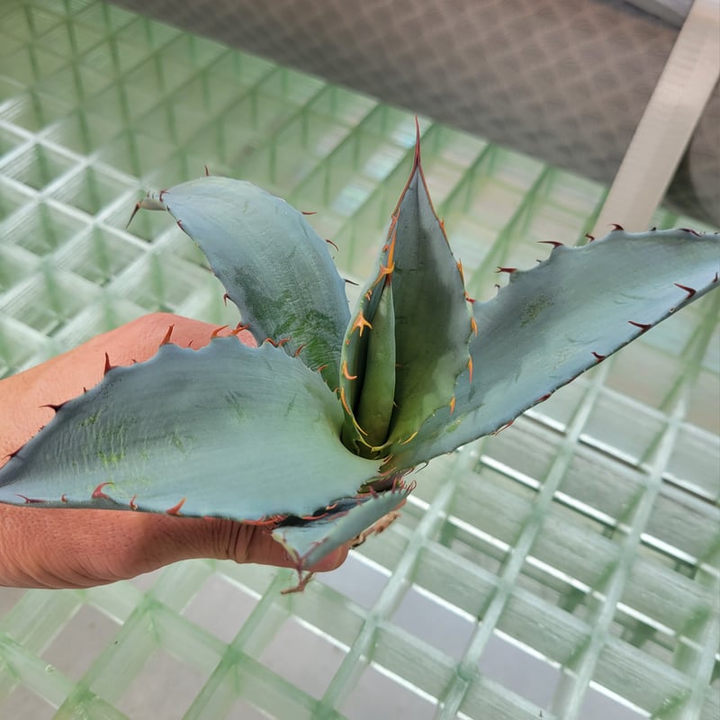 Agave titanota US 青葉 親株出品 W約30CM〜(オアハカ AGAVE TITANOTA X BLUE GLOW | カトーエンゲー東京