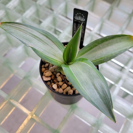 AGAVE DESMETTIANA QUICK SILVER