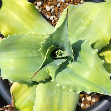 AGAVE OVATIFOLIA VARIEGATA(霜降り)