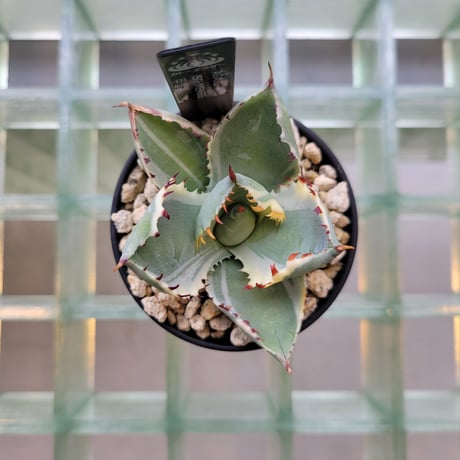 AGAVE ISTHMENSIS 甲蟹錦