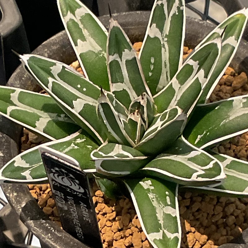 AGAVE VICTORIAE-REGINAE 笹の雪 | カトーエンゲー東京