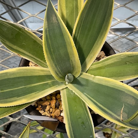 AGAVE BLUE FLAME VARIEGATA