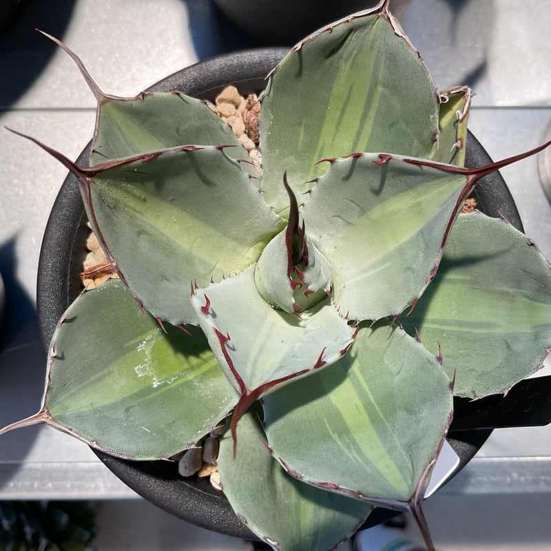 AGAVE PARRYI TRUNCATA JACKPOT | カトーエンゲー東京