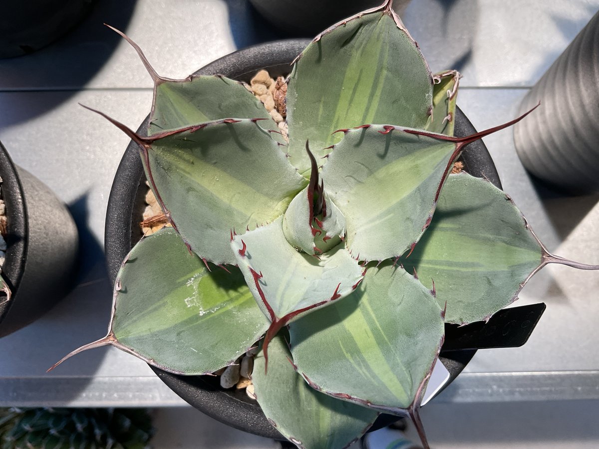 ぽ*こ様 アガベ　パリー　トランカータ　ジャックポット　発根済み　鉢ごと　メルカ AGAVE PARRYI TRUNCATA JACKPOT | カトーエンゲー東京