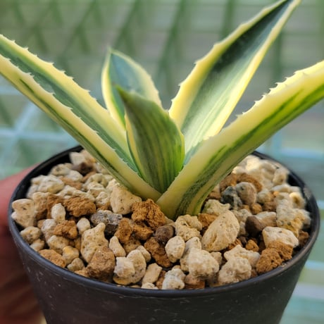 AGAVE AMERICANA VARIEGATA