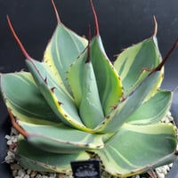 AGAVE PARRYI TRUNCATA ORIZABA