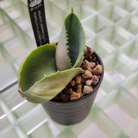 AGAVE MARMORATA PAPILIO PLATANOIDES