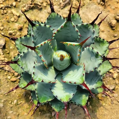 AGAVE 曲刺八荒雷神