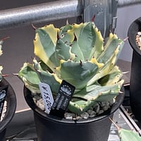 AGAVE OVATIFOLIA AWAKENING ANGEL | カトーエンゲー東京