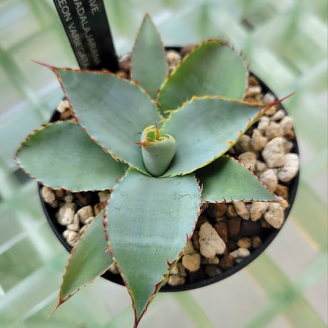 AGAVE GUADALAJARANA LEON VARIEGATA