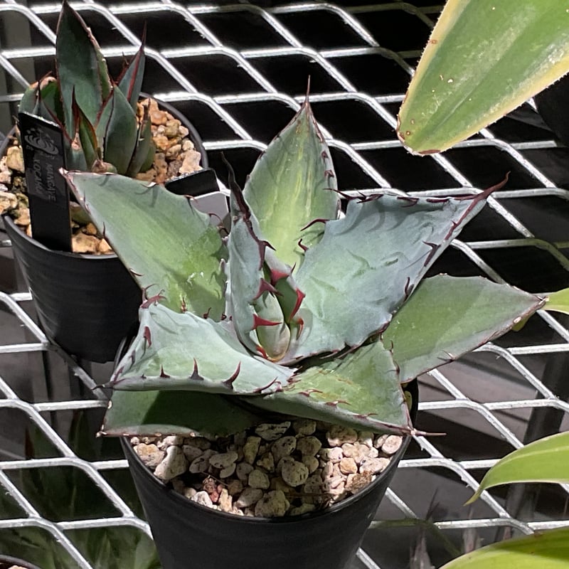 AGAVE TITANOTA X BLUE GLOW | カトーエンゲー東京