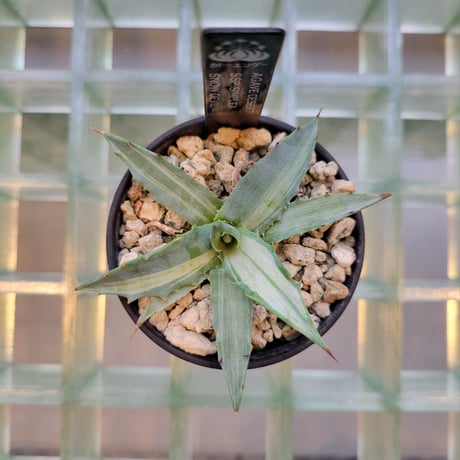 AGAVE DESERTI SIMPLEX SNOW DEVIL