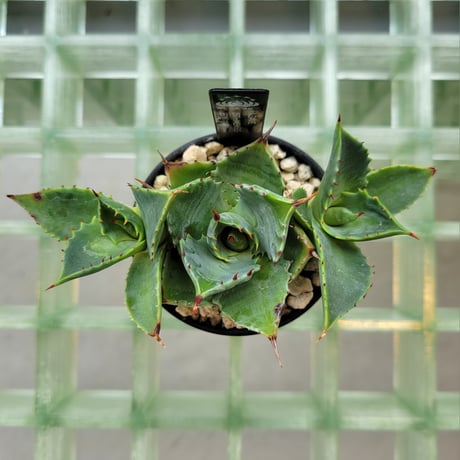 AGAVE ISTHMENSIS 甲蟹交種