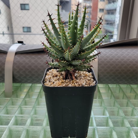 ALOE ERINACEA②