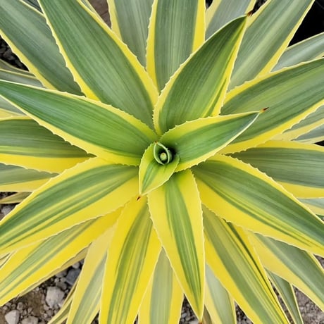 AGAVE DESMETTIANA 雪月花