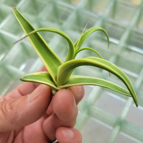 AGAVE BRACTEOSA STINGRAY
