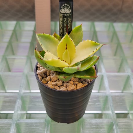 AGAVE BLEACHED BLONDE