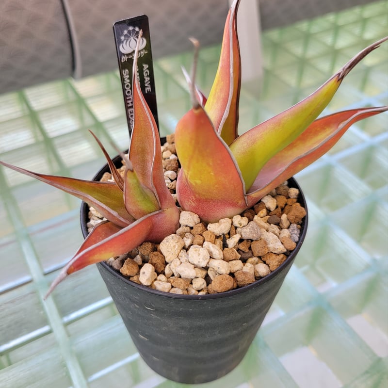 AGAVE IMPRESSA SMOOTH EDGE |