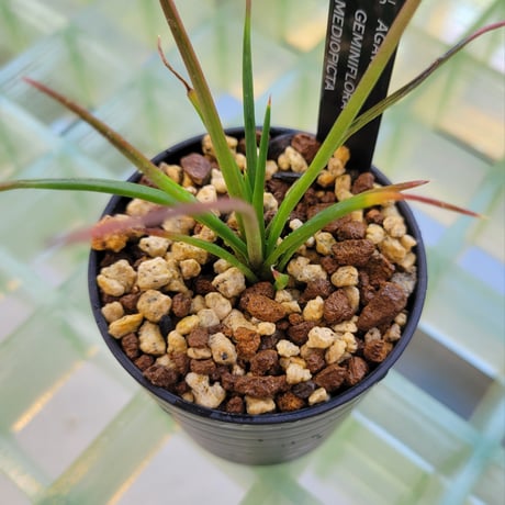 AGAVE GEMINIFLORA MEDIOPICTA