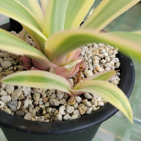 AGAVE DESMETTIANA 雪月花